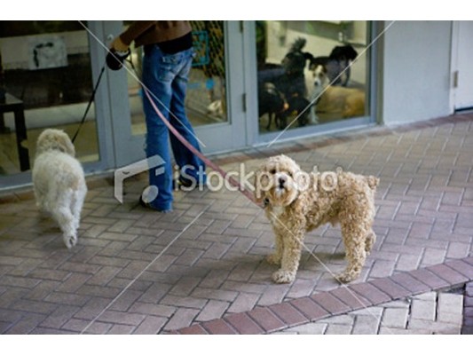 Pet Store